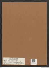 Cystopleura zebra var. proboscidea (Kütz.) Grun. (de-Toni-Nr.: Genus 103, Species 3127) Zeichnungen Sammlung Grunow Mappe 03368 (Herbarium_W_Grunow_drawings_Folder_03368)